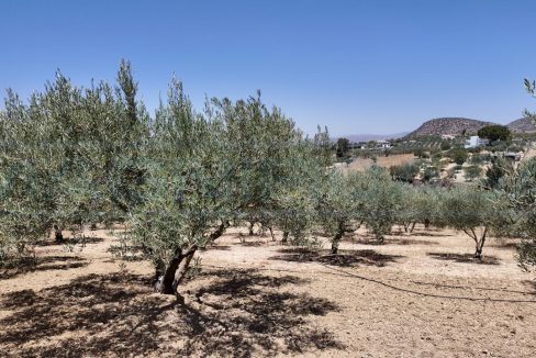 Finca-rustica-3dorm-2banos-piscina-alhaurin-el-Grande-Magnificasa-view-olive-trees-house